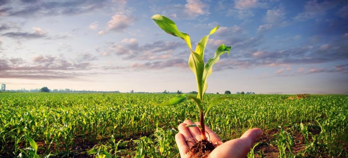 Piano Sviluppo Rurale della regione Calabria 2014 – 2020: insediamento dei giovani agricoltori ed investimenti in aziende agricole