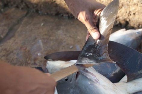 Ambiente: +Europa, stop commercio di pinne squalo in tutta Ue