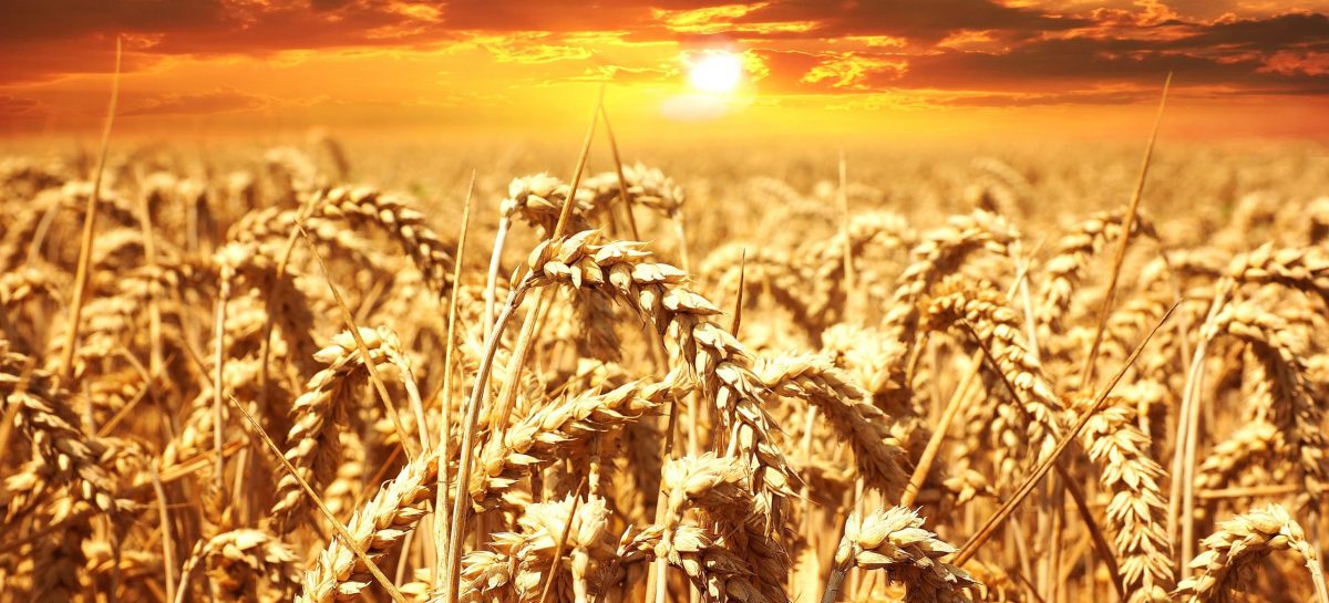 La crisi del grano: l’Italia sempre più dipendente anche per “il suo pane quotidiano”. Occorre invertire la rotta per un Paese più autosufficiente, puntando sulle filiere locali
