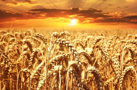 La crisi del grano: l’Italia sempre più dipendente anche per “il suo pane quotidiano”. Occorre invertire la rotta per un Paese più autosufficiente, puntando sulle filiere locali