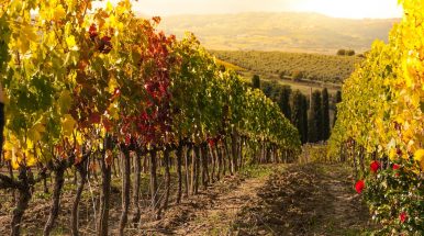 Note e Calici d’Autore: gli amanti del vino s’incontrano a Santa Maria a Vico, nel casertano