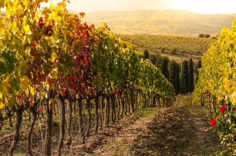 Note e Calici d’Autore: gli amanti del vino s’incontrano a Santa Maria a Vico, nel casertano